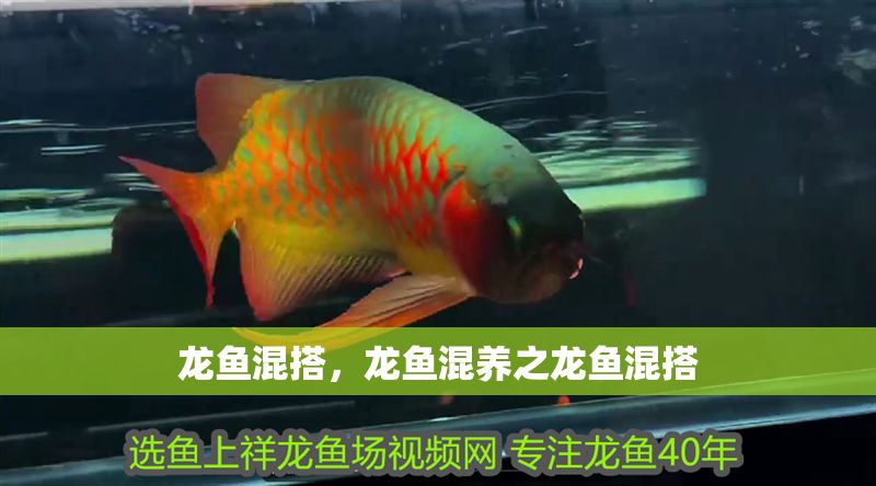 龍魚混搭，龍魚混養之龍魚混搭