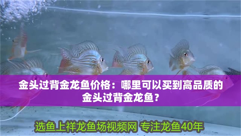 金頭過背金龍魚價格：哪里可以買到高品質的金頭過背金龍魚？
