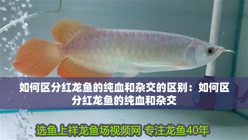 如何區分紅龍魚的純血和雜交的區別：如何區分紅龍魚的純血和雜交