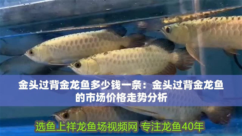 金頭過背金龍魚多少錢一條：金頭過背金龍魚的市場價格走勢分析