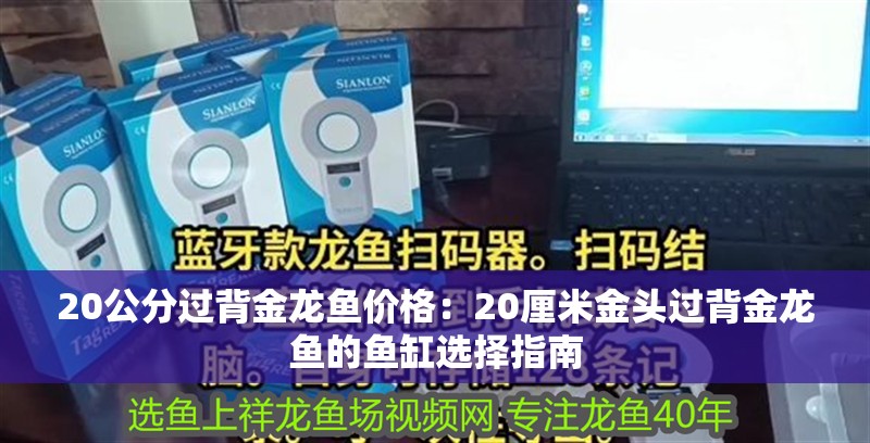 20公分過背金龍魚價格：20厘米金頭過背金龍魚的魚缸選擇指南