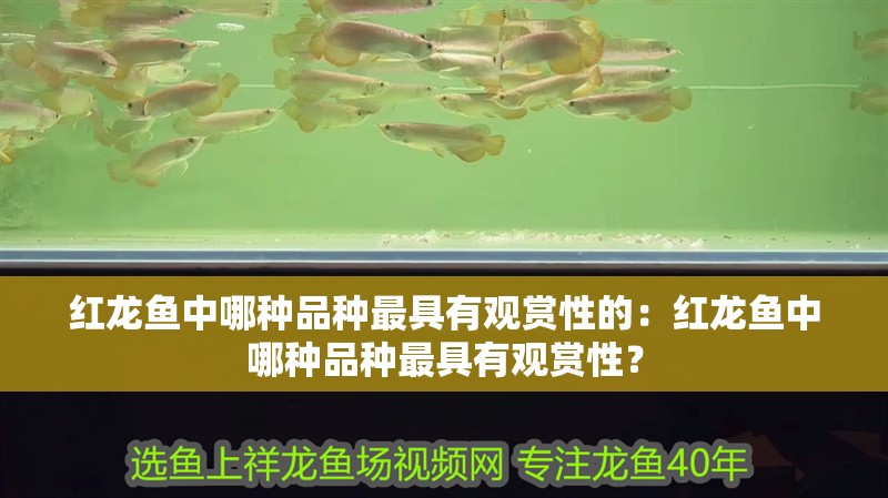 紅龍魚中哪種品種最具有觀賞性的：紅龍魚中哪種品種最具有觀賞性？