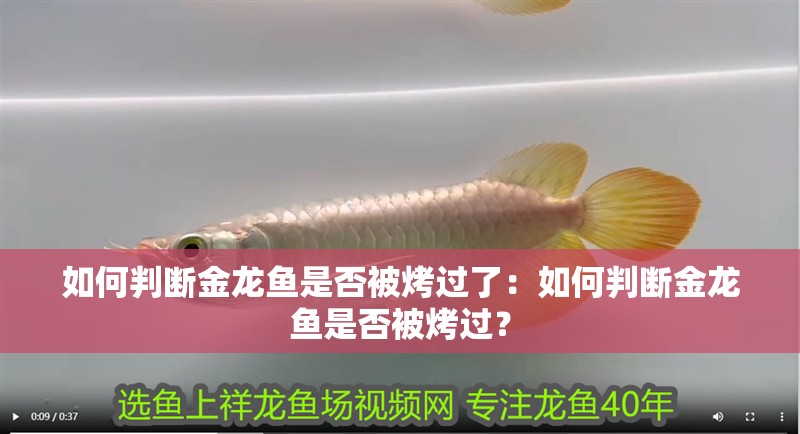 如何判斷金龍魚(yú)是否被烤過(guò)了：如何判斷金龍魚(yú)是否被烤過(guò)？
