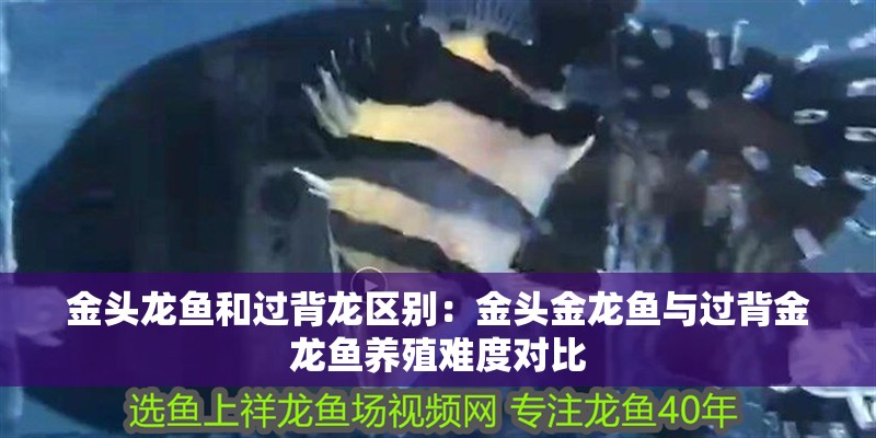 金頭龍魚和過背龍區別：金頭金龍魚與過背金龍魚養殖難度對比
