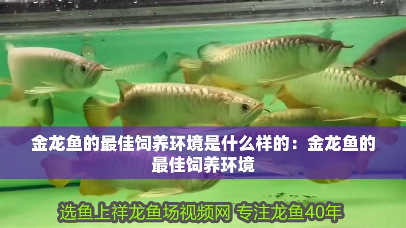 金龍魚的最佳飼養環境是什么樣的：金龍魚的最佳飼養環境
