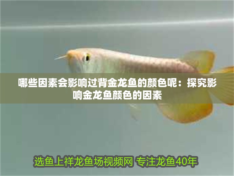 哪些因素會影響過背金龍魚的顏色呢：探究影響金龍魚顏色的因素