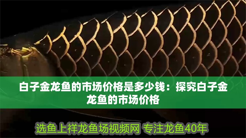 白子金龍魚的市場價格是多少錢：探究白子金龍魚的市場價格