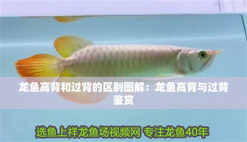 龍魚高背和過背的區別圖解：龍魚高背與過背鑒賞