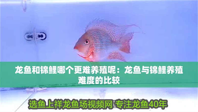 龍魚和錦鯉哪個更難養(yǎng)殖呢：龍魚與錦鯉養(yǎng)殖難度的比較