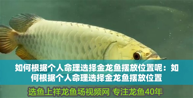 如何根據(jù)個(gè)人命理選擇金龍魚擺放位置呢：如何根據(jù)個(gè)人命理選擇金龍魚擺放位置