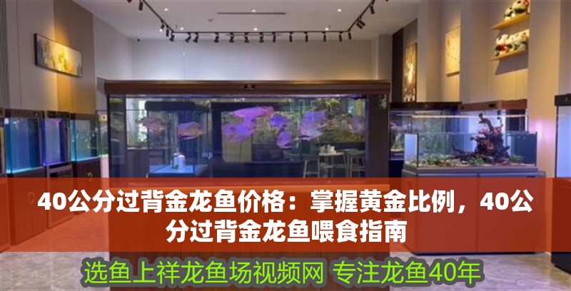 40公分過背金龍魚價格：掌握黃金比例，40公分過背金龍魚喂食指南