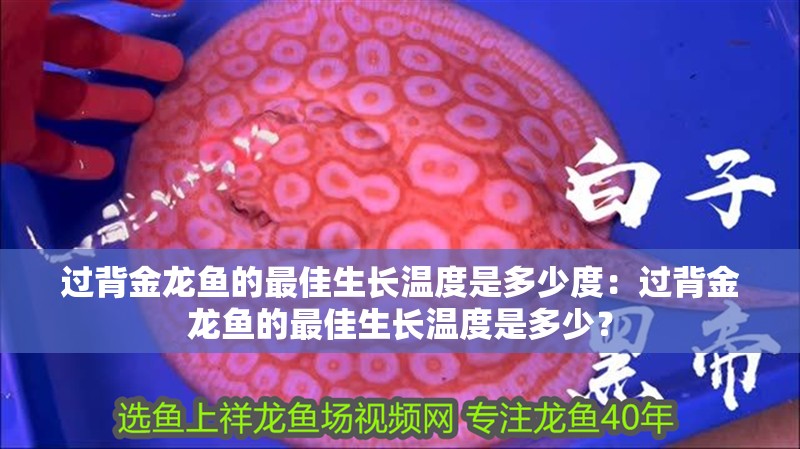 過背金龍魚的最佳生長溫度是多少度：過背金龍魚的最佳生長溫度是多少？