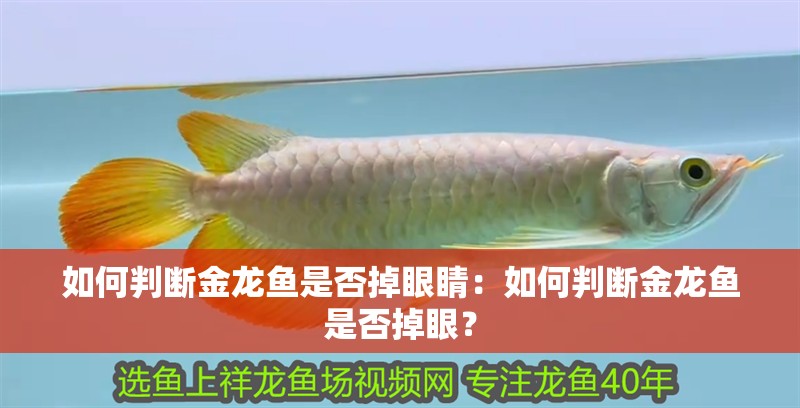 如何判斷金龍魚是否掉眼睛：如何判斷金龍魚是否掉眼？