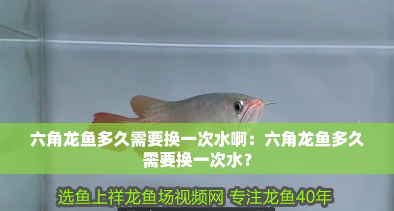六角龍魚多久需要換一次水啊：六角龍魚多久需要換一次水？