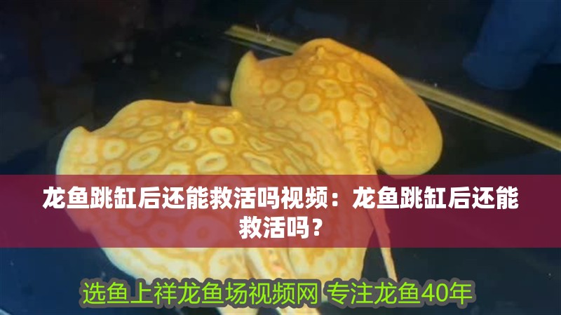 龍魚跳缸后還能救活嗎視頻：龍魚跳缸后還能救活嗎？