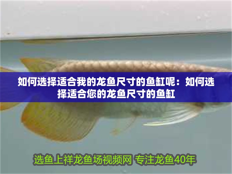 如何選擇適合我的龍魚尺寸的魚缸呢：如何選擇適合您的龍魚尺寸的魚缸