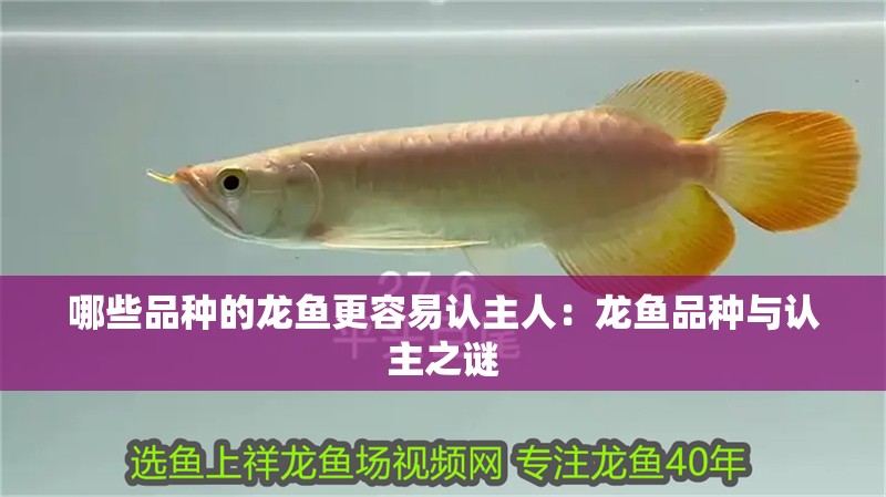 哪些品種的龍魚更容易認主人：龍魚品種與認主之謎