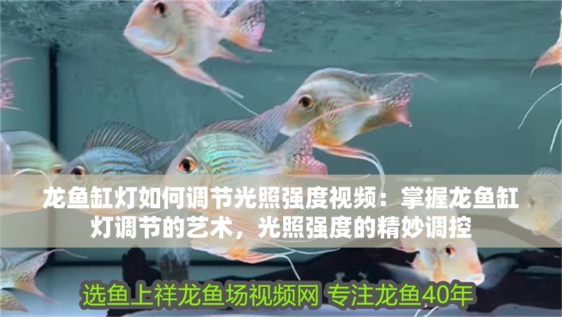龍魚(yú)缸燈如何調(diào)節(jié)光照強(qiáng)度視頻：掌握龍魚(yú)缸燈調(diào)節(jié)的藝術(shù)，光照強(qiáng)度的精妙調(diào)控