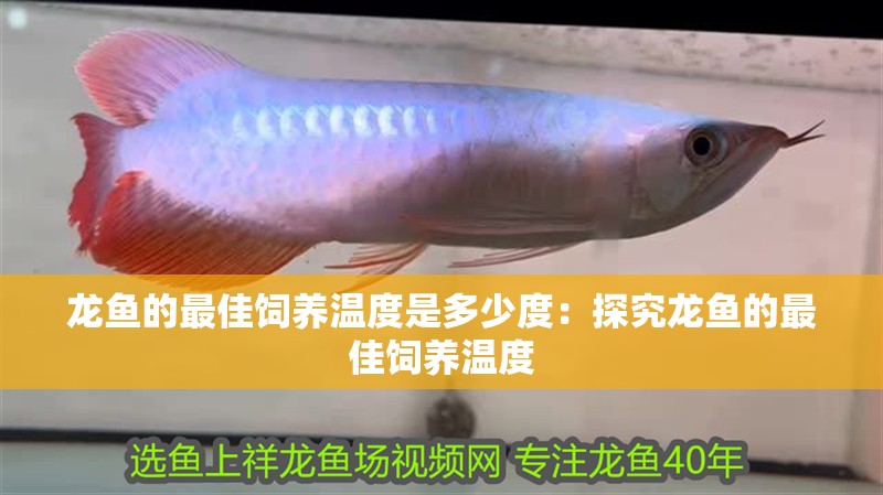 龍魚的最佳飼養(yǎng)溫度是多少度：探究龍魚的最佳飼養(yǎng)溫度