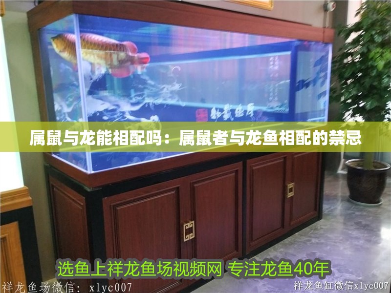 屬鼠與龍能相配嗎：屬鼠者與龍魚相配的禁忌