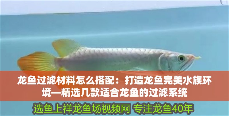 龍魚過濾材料怎么搭配：打造龍魚完美水族環境—精選幾款適合龍魚的過濾系統