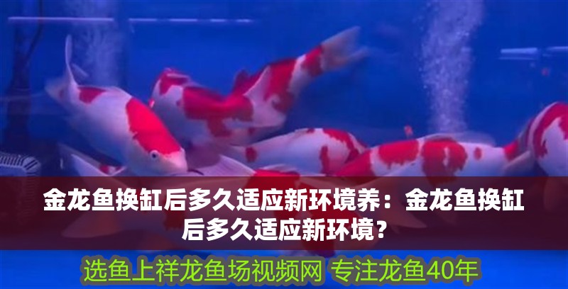 金龍魚換缸后多久適應新環境養：金龍魚換缸后多久適應新環境？