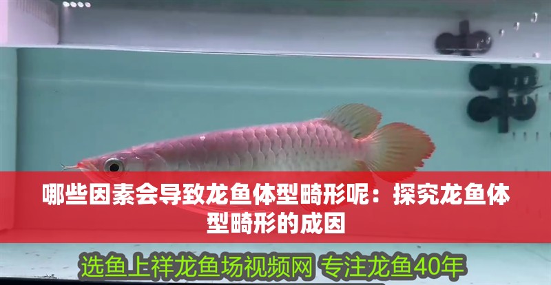 哪些因素會導致龍魚體型畸形呢：探究龍魚體型畸形的成因