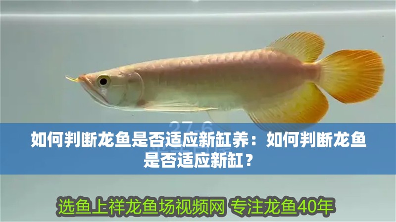 如何判斷龍魚是否適應新缸養：如何判斷龍魚是否適應新缸？