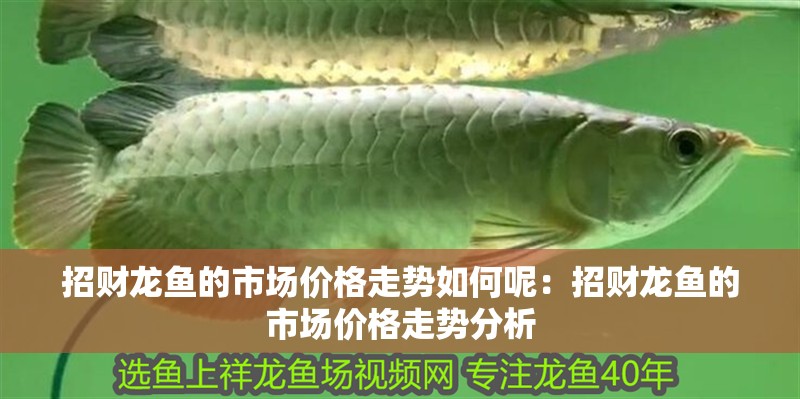 招財(cái)龍魚的市場(chǎng)價(jià)格走勢(shì)如何呢：招財(cái)龍魚的市場(chǎng)價(jià)格走勢(shì)分析