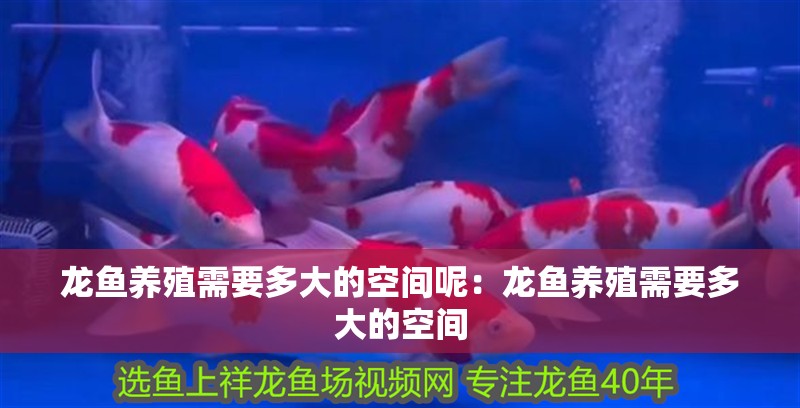 龍魚養殖需要多大的空間呢：龍魚養殖需要多大的空間