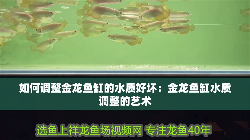 如何調整金龍魚缸的水質好壞：金龍魚缸水質調整的藝術