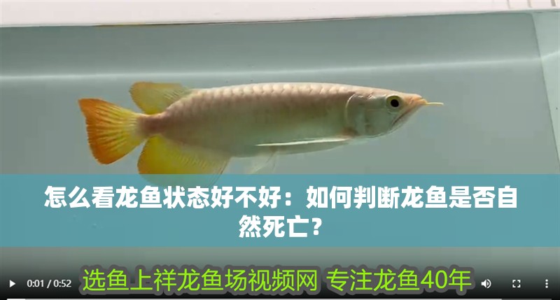 怎么看龍魚狀態(tài)好不好：如何判斷龍魚是否自然死亡？