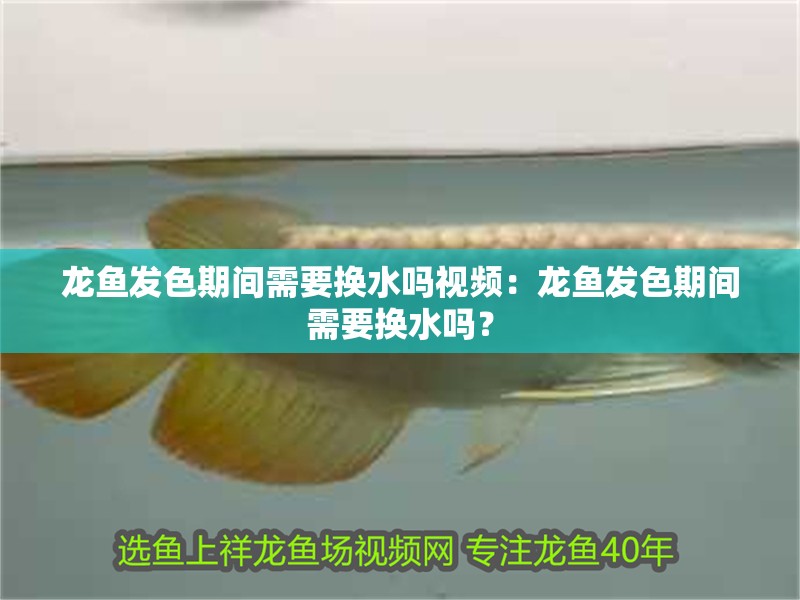 龍魚發色期間需要換水嗎視頻：龍魚發色期間需要換水嗎？