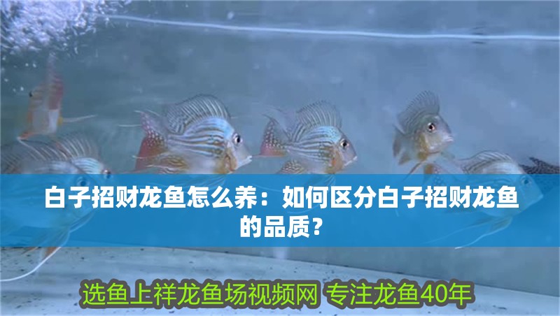 白子招財龍魚怎么養：如何區分白子招財龍魚的品質？