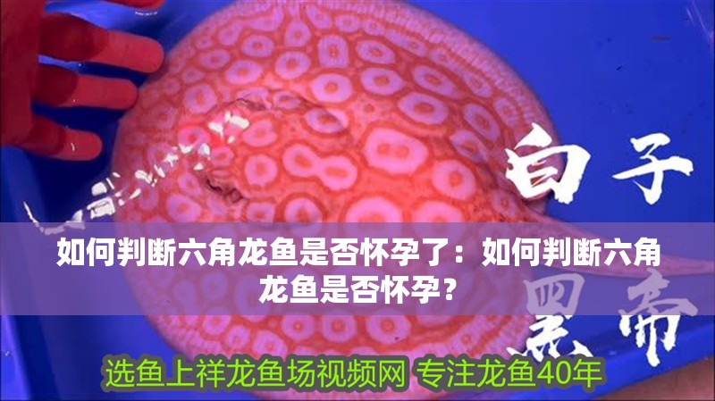 如何判斷六角龍魚是否懷孕了：如何判斷六角龍魚是否懷孕？