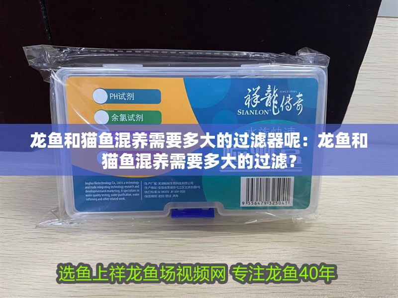 龍魚(yú)和貓魚(yú)混養(yǎng)需要多大的過(guò)濾器呢：龍魚(yú)和貓魚(yú)混養(yǎng)需要多大的過(guò)濾？