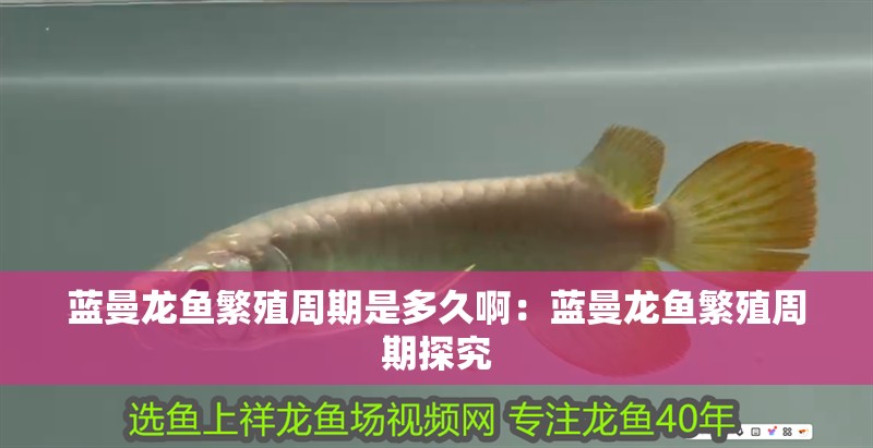 藍曼龍魚繁殖周期是多久?。核{曼龍魚繁殖周期探究