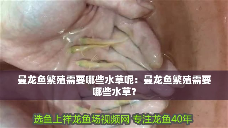 曼龍魚繁殖需要哪些水草呢：曼龍魚繁殖需要哪些水草？