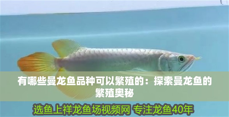 有哪些曼龍魚品種可以繁殖的：探索曼龍魚的繁殖奧秘