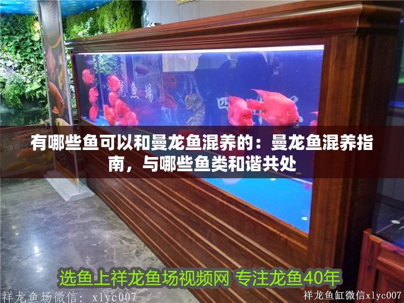 有哪些魚可以和曼龍魚混養的：曼龍魚混養指南，與哪些魚類和諧共處