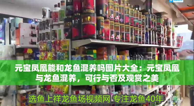 元寶鳳凰能和龍魚混養嗎圖片大全：元寶鳳凰與龍魚混養，可行與否及觀賞之美