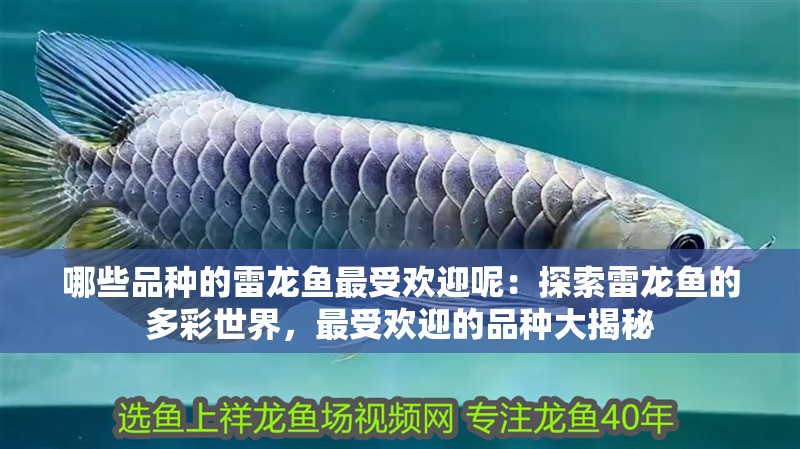 哪些品種的雷龍魚最受歡迎呢：探索雷龍魚的多彩世界，最受歡迎的品種大揭秘