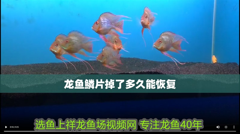 龍魚鱗片掉了多久能恢復