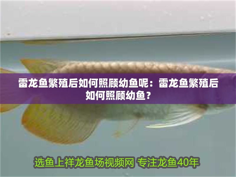 雷龍魚繁殖后如何照顧幼魚呢：雷龍魚繁殖后如何照顧幼魚？