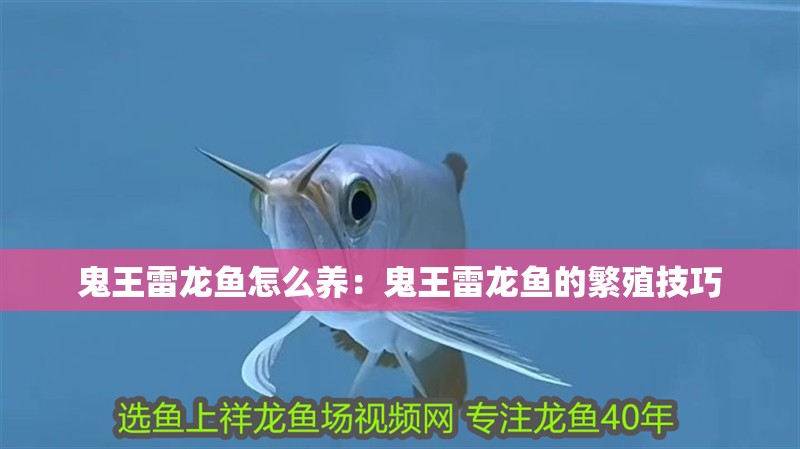 鬼王雷龍魚(yú)怎么養(yǎng)：鬼王雷龍魚(yú)的繁殖技巧