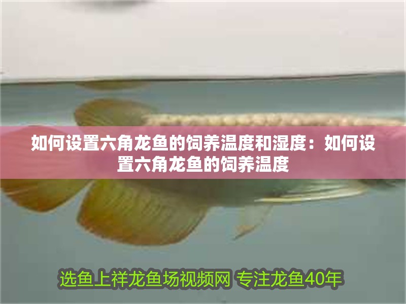 如何設置六角龍魚的飼養溫度和濕度：如何設置六角龍魚的飼養溫度