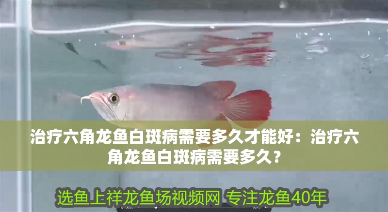 治療六角龍魚白斑病需要多久才能好：治療六角龍魚白斑病需要多久？