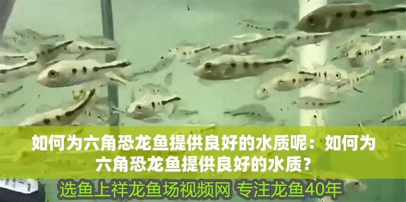 如何為六角恐龍魚提供良好的水質呢：如何為六角恐龍魚提供良好的水質？