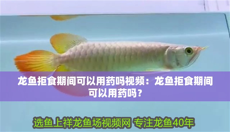 龍魚拒食期間可以用藥嗎視頻：龍魚拒食期間可以用藥嗎？
