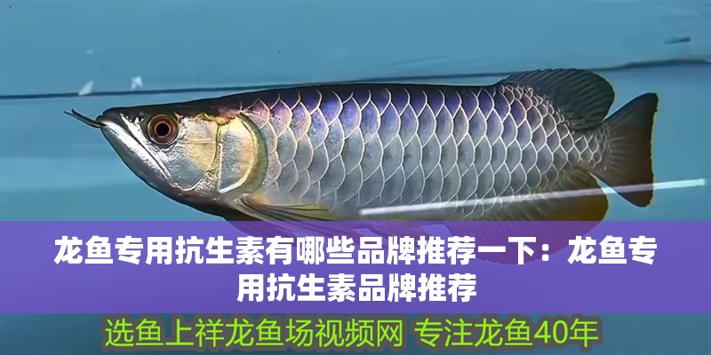 龍魚專用抗生素有哪些品牌推薦一下：龍魚專用抗生素品牌推薦